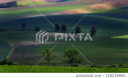 Beautiful spring landscape with field, hills and sunset. Czech Republic - South Moravia (Moravian Tuscany.) Concept for agriculture, travel, environment and nature. 128234064