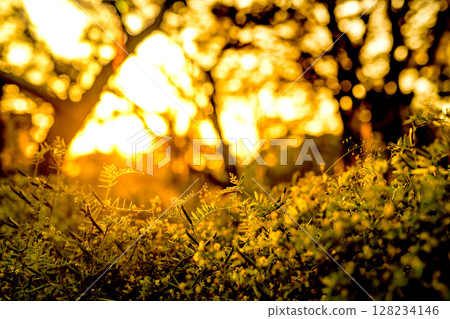 Vivid vetch peas illuminated by the setting sun, harvest, abundant fruit, golden color accentuated 128234146