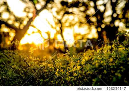 Vivid vetch peas illuminated by the setting sun, harvest, abundant fruit, golden color Vivid vetch peas illuminated by the setting sun, harvest, abundant fruit, golden color 128234147