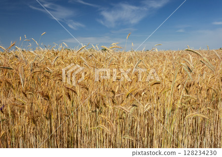 View of a field of grain and blue sky View of a field of grain and blue sky 128234230