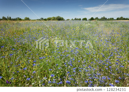 View of the meadow with cornflowers and blue sky 128234231