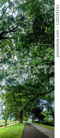 夏日綠樹成蔭的街道，清爽的風景 128234282
