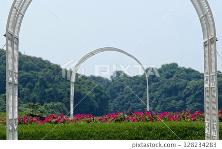 夏日花園裡盛開的粉紅色花朵 128234283