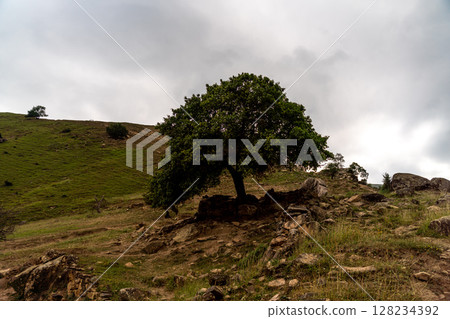 Caucasian mountain. Dagestan. Trees, rocks, mountains, view of the green mountains. Beautiful summer landscape. Caucasian mountain. Dagestan. Trees, rocks, mountains, view of the green mountains. Beautiful summer landscape. 128234392