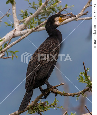 Great Cormorant (Phalacrocorax carbo) sitting in a tree, at Kerkini Lake in Northern Greece. Great Cormorant (Phalacrocorax carbo) sitting in a tree, at Kerkini Lake in Northern Greece. 128234465
