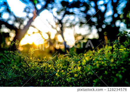 Vivid vetch peas illuminated by the setting sun, vetch, harvest, abundant fruit, blue sunset sky 128234576