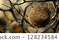 ripe coconuts on a tree 128234584