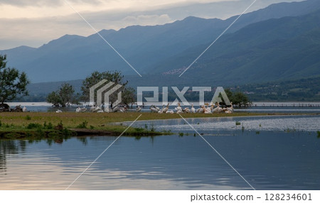 Pelicans and Cormorants at Kerkini Lake in Northern Greece. 128234601