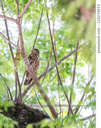 [野鳥] 一隻倉鴞在樹枝上觀望 128234613