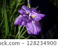 Beautiful purple petals of iris 128234900