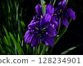 Jet Black Iris 128234901