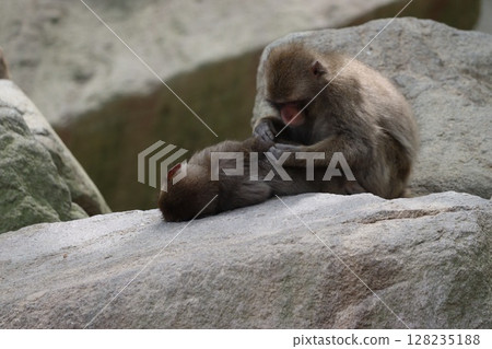 Monkey of Takasakiyama in Oita Prefecture Monkey of Takasakiyama in Oita Prefecture 128235188