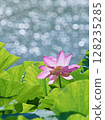 Sparkling water surface and lotus flower 128235285