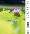 Lotus flowers and buds 128235287