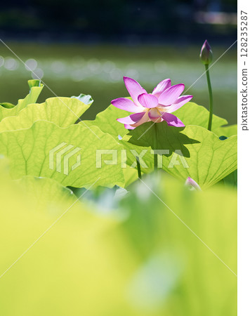 蓮花和芽 128235287