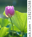 A lotus bud with a graceful curve 128235288