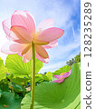 Lotus flower stretching against the blue sky 128235289