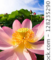 A large lotus flower photographed with a fisheye lens 128235290