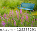Fairytale bench and Lythrum salicaria 128235291