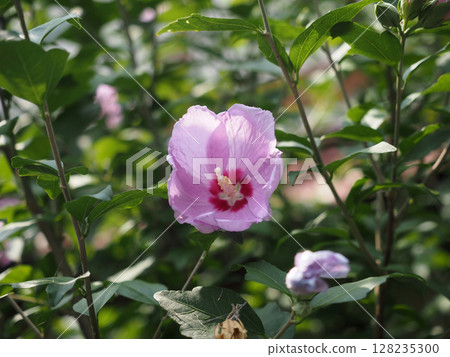 沐浴在陽光下的粉紅木槿花（路邊木槿） 128235300