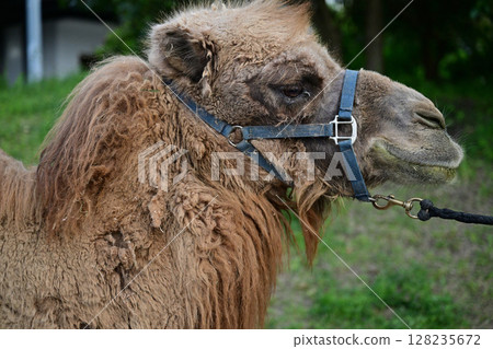 Camel Face Camel 128235672
