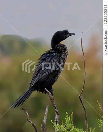 Pygmy Cormorant (Microcarbo pygmeus) at Evros Delta in north-eastern Greece. Pygmy Cormorant (Microcarbo pygmeus) at Evros Delta in north-eastern Greece. 128235831