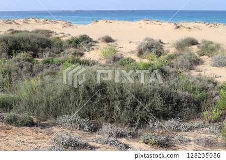 The Mediterranean coast in northern Israel The Mediterranean coast in northern Israel 128235986