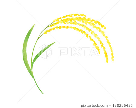 Illustration of ears of rice, watercolor 128236455