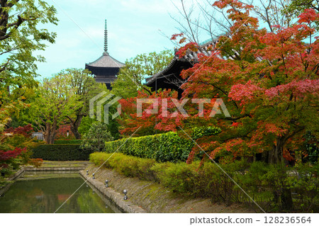 東寺被鮮紅的秋葉包裹著 東寺被鮮紅的秋葉包裹著 128236564