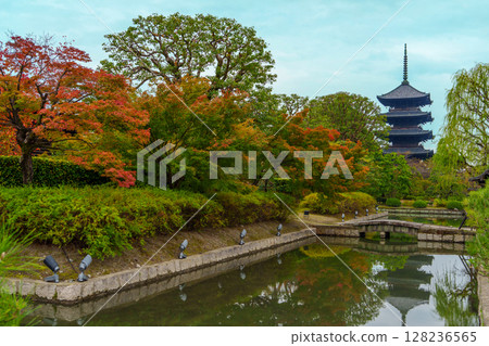 東寺被鮮紅的秋葉包裹著 128236565