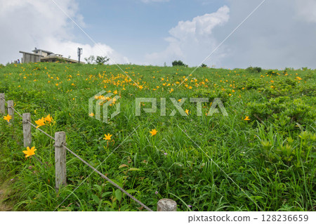 群馬縣野里湖的野木菅 128236659