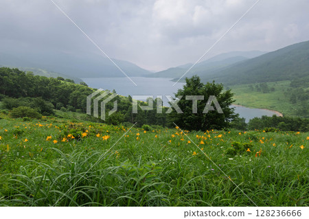 群馬縣野里湖的野木菅 128236666