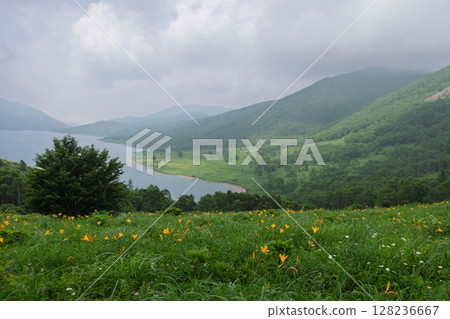 群馬縣野里湖的野木菅 128236667