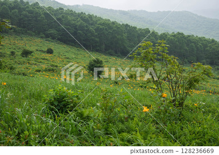 群馬縣野里湖的野木菅 128236669