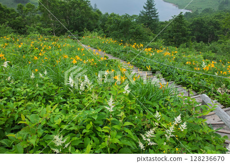 群馬縣野里湖的野木菅 128236670