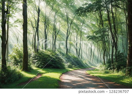 A shady forest trail 128236707