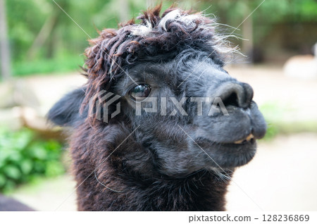 Black lama glama muzzle natural background 128236869