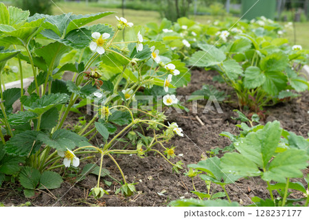 Strawberry plants in bloom with green leaves and flowers in garden bed Strawberry plants in bloom with green leaves and flowers in garden bed 128237177