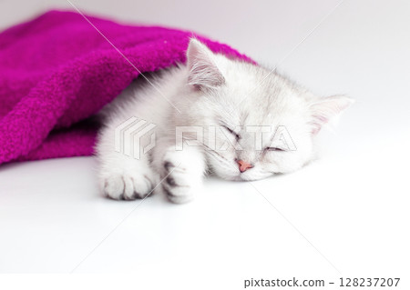 Cute white kitten sleeping in a violet towel on a white background 128237207