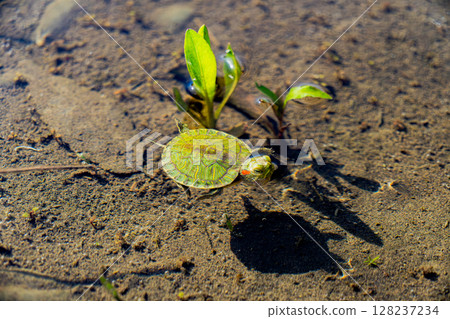 Turtle to swim 128237234