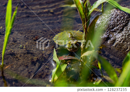 Turtle to swim 128237235