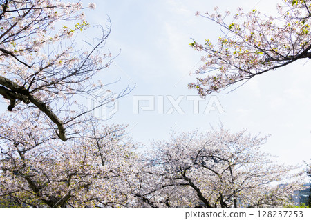 Cherry Blossoms	 128237253