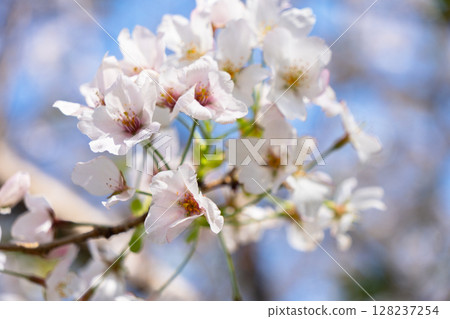 Cherry Blossoms	 128237254