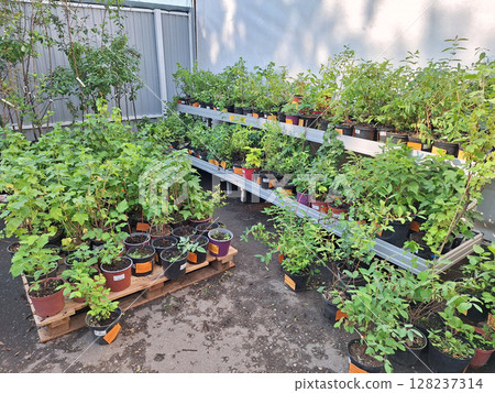 Lush outdoor garden with potted plants on racks and pallet in sunlit space 128237314