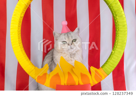 Cat wearing pink party hat poses in circus-themed setting with striped red and white background Cat wearing pink party hat poses in circus-themed setting with striped red and white background 128237349