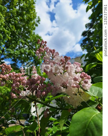 Vibrant lilac blooms against a clear blue sky in lush green foliage Vibrant lilac blooms against a clear blue sky in lush green foliage 128237361