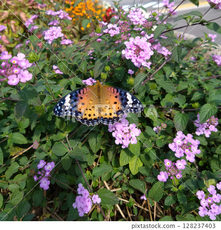 A swallowtail butterfly resting on a lantana plant 128237403