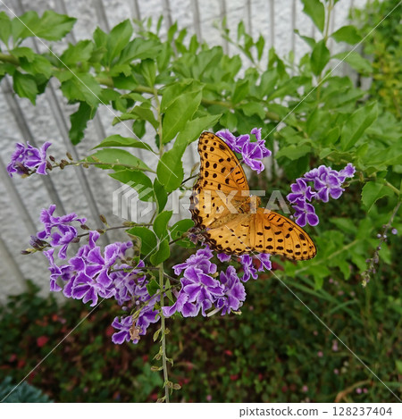 A swallowtail butterfly descending on a Duranta tree 128237404