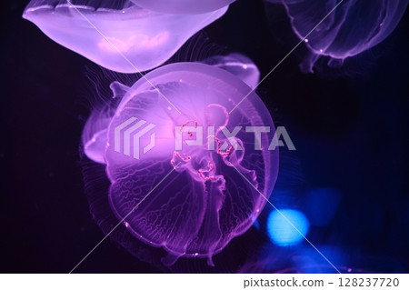 水族館水母 水族館水母 128237720