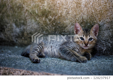 Striped Kitten Lying by the Wall Striped Kitten Lying by the Wall 128237917